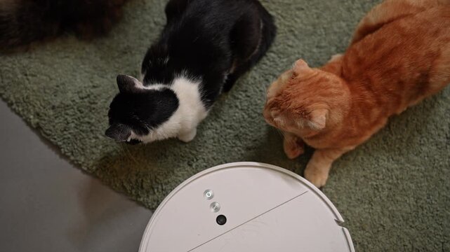 High angle shot of two cats, black and white tuxedo and orange tabby, curiously watching white robotic vacuum cleaner on green rug. Smart device powers on, light glowing. Shooting in slow motion.
