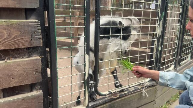 Person feeding a raccoon through the fence of an animal enclosure. Wildlife care, zoo visit, animal interaction, tourism, curious mammal, and educational recreation concept.