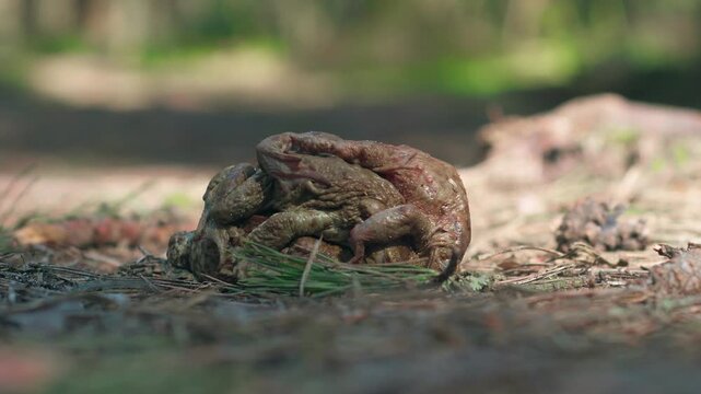 Land toads sit on top of each other during mating. Breeding season in reptiles. Male and female frogs.