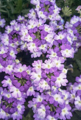 Obraz premium Cluster of Purple Flowers in Bloom