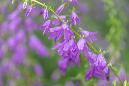 Purple Bellflower Blossoms in Soft Garden Light