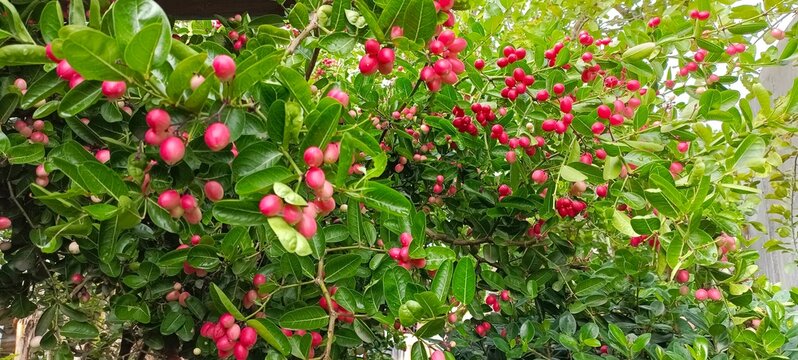 Close-up of ripe pink karonda fruits hanging on a branch with lush green leaves in natural sunlight. Fresh tropical berries with soft bokeh, ideal for nature, health, and garden themes.