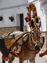 Obraz premium Mula cargada con serones tradicionales en una calle de un pueblo blanco andaluz