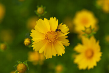 Yellow Wildflower With Pollinating Insect © LamQuang
