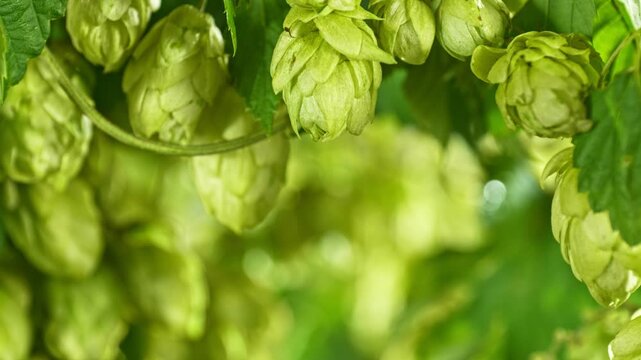 Slow Motion Detail of Hops Cones Gently Moving in the Wind. Ready to Crop Concept with Copy Space for Logo or Text Placement. Filmed on High Speed Cinema Camera.