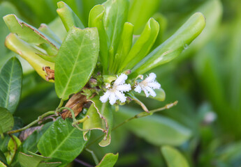 Naklejka premium Green Foliage with Small White Flowers