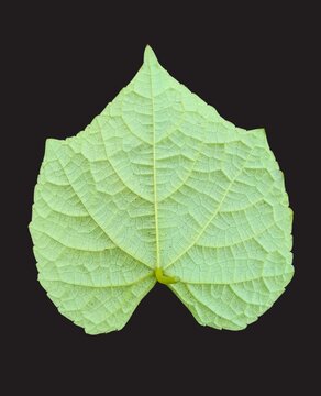 Light Green Ash Gourd Leaf PNG - Isolated Wax Gourd Botanical Vein Foliage Asset. Premium high-resolution PNG cutout of an authentic light green ash gourd leaf, botanically recognized as Benincasa.