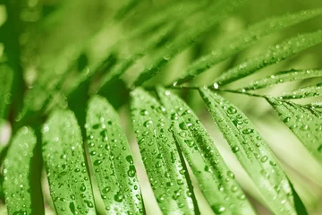Water drops on green leaves closeup, wet palm tree branch after rain, tropical leaf texture, fresh foliage pattern, dew droplets on plant, natural floral eco botanical background, spring summer nature © Vera Shestak