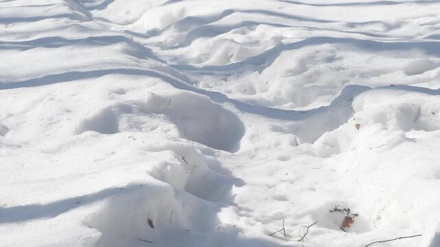 An empty road in the snow. A view of a winter forest covered in snow. The calm atmosphere of cold weather.