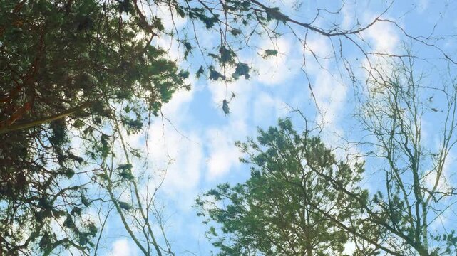 A bottom-up view of the forest treetops. The treetops are set against a backdrop of clouds. A calm, natural backdrop with a blank space for credits.