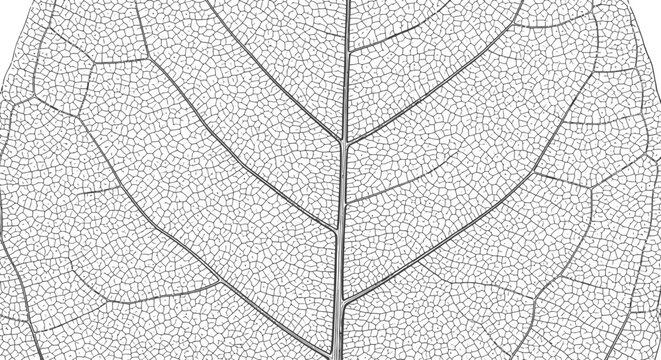 Close-up view of a delicate, translucent leaf skeleton showcasing its intricate natural venation pattern and fine cellular structure.