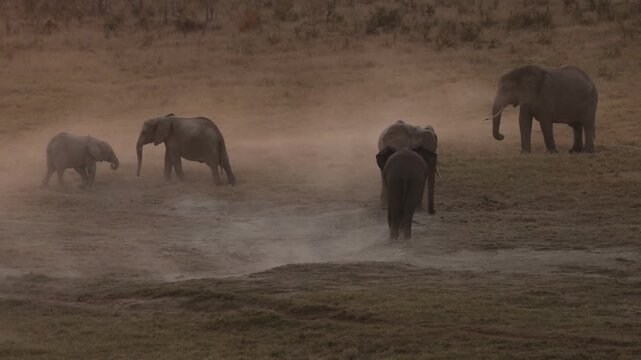 african elephants at dusk,, Zambezi National Park, Zimbabwe,Africa