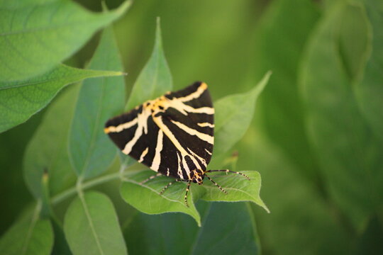 Jersey Moth
