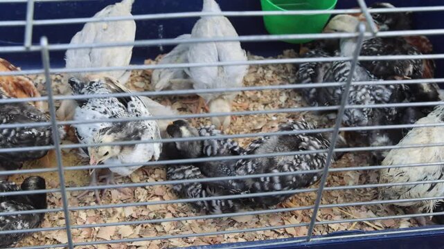 Several Young Hybrid Broiler Chickens Hens in Cage at Farm