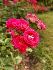 Fototapeta premium Bright Pink Roses Blooming in a Garden