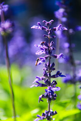 Purple Salvia Flower with Bees in a Garden © TranAnhDao