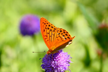 Kaisermantel,  Argynnis pahia, Schmetterling © cagala