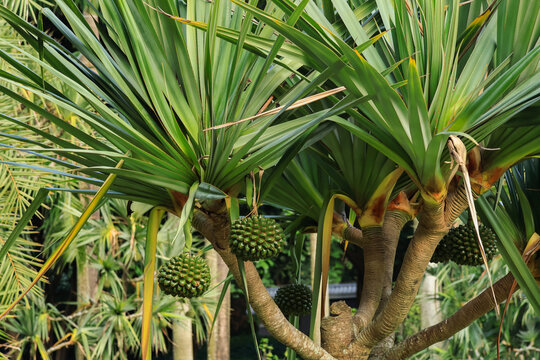 Pandanus Tree with Hanging Fruit in Tropical Garden