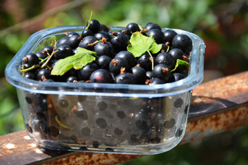Fresh black currants in transparent food container outdoors. Organic berry harvest with natural garden background © Yanina