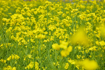 Obraz premium Blooming yellow rapeseed field with green stems