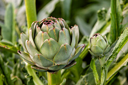 The artichoke in a field near Cleder in France (Cynara cardunculus)
