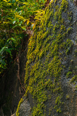 Vertical close-up of vibrant green moss growing on a wet boulder in a rainforest. © k33pcalmncapture