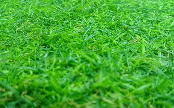 Close-Up Texture of Green Synthetic Grass as an Artificial Turf Background