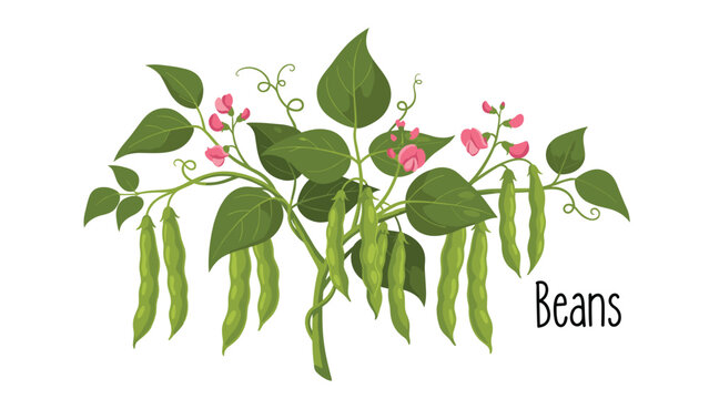 Green bean plant with hanging organic pods, pink flowers, green leaves, and curly vine tendrils on white background.