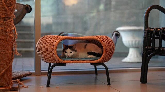 Cute calico cat rests peacefully inside stylish wicker pet bed. cat slowly lifts its head and looking around with curiosity. Calm and cozy indoor scene with soft lighting. Shooting in slow motion.