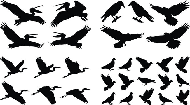 Flying and perched wild birds black silhouettes collection set containing pelicans, crows, herons, and pigeons.