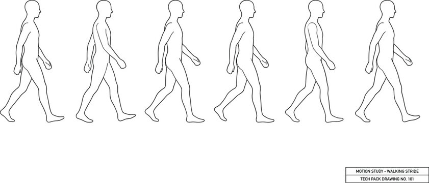 Male walking stride motion study vector line art sequence showing human gait cycle for animation and design