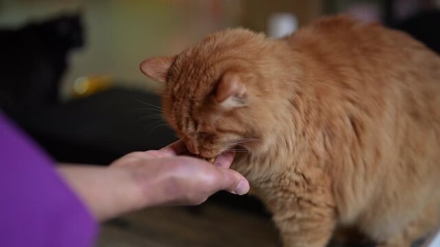 Human hand feeding fluffy ginger cat and cute tuxedo kitten with dry food. Concept of moment of trust and care, with two pets sharing kibble from their owner palm. Shooting in slow motion.