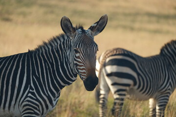 Close-up portrait of zebra in African grassland safari setting © Johandre