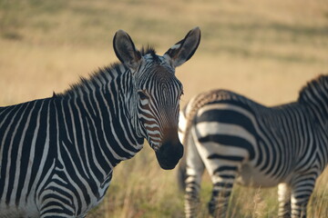 Zebra Portrait in African Grassland with Herd in Background © Johandre