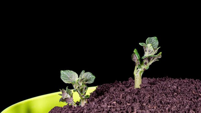 Growing Potato Rising from Soil Time Lapse Video on a Black Background. Germinating and Growing Spud Vegetable Leaves