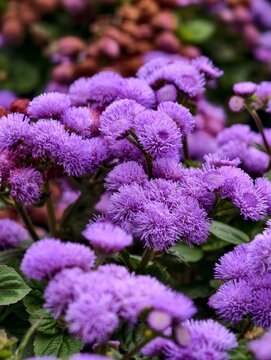 Primer plano de flores moradas de agerato en flor