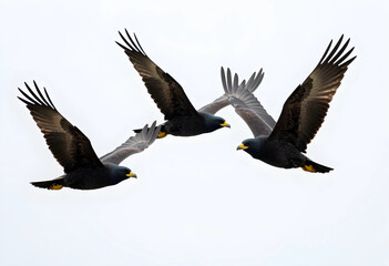 Obraz premium Three black birds with yellow beaks and feet in flight against a bright white background, wildlife and freedom
