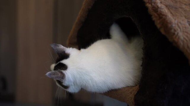 Young black and white domestic cat playing inside cozy cat tree condo, hanging upside down and looking around with curiosity. Concept of its flexible and funny nature indoors. Shooting in slow motion.