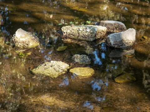 Sunlit rocks resting in a shallow stream, surrounded by reflections and organic textures in a quiet natural landscape.