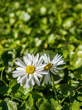 vertical image with white daisies rising on a carpet of green leaves, bathed in natural light and surrounded by gentle bokeh.