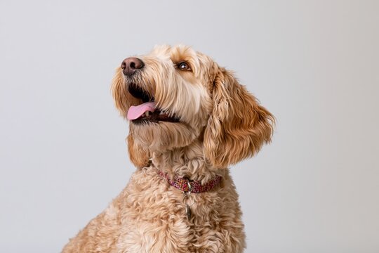 The Labradoodle in a Cheerful Portrait Looking Up with Playful Expression