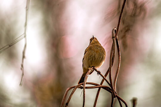 Gestreckt und voller Erwartung richtet dieser kleine Vogel den Blick nach oben, als w&uuml;rde er die Geheimnisse des Himmels entschl&uuml;sseln wollen. Umgeben von zarten, warmen T&ouml;nen und einem sanft verschwo