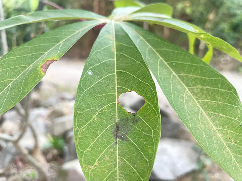 Close up of a green cassava leaf with insect damage.
