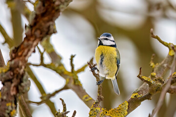 A blue tit at a feeding station (Cyanistes caeruleus) © hecke71