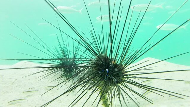 Close-up of two long-spined black sea urchins sitting on a sandy seabed in clear turquoise tropical sea water.