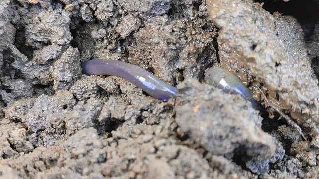 Close-up view of an earthworm moving through dark, moist soil. Worms coil in rich, textured soil. Soil particles stuck to its segmented body. Ideal for gardening, composting