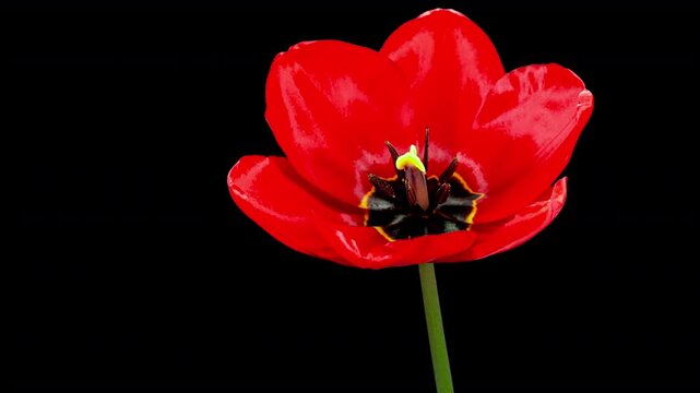 Red Tulip Blooms in Time Lapse on a Black Background. Spring Symbol Blooming in Timelapse. One Red Flower Opens Petals Fast. Amazing Beautiful Blossoming Plant