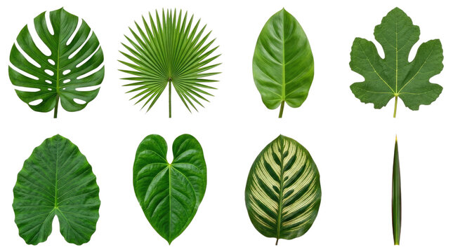 Variety of tropical leaves isolated on transparent background botanical collection