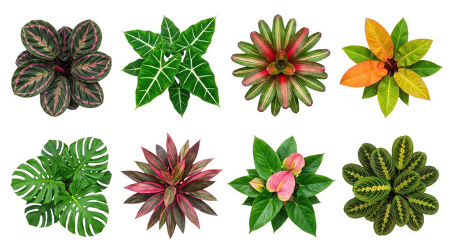 Variety of tropical leaves isolated on transparent background botanical collection for design