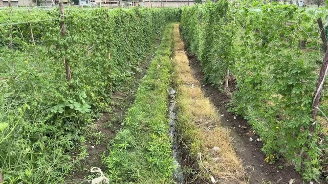 Commercial karela (bitter melon) field using vertical trellis cultivation system.